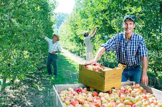 FRUIT FARM JOBS IN NEW ZEALAND